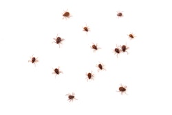 Ticks