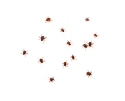Ticks