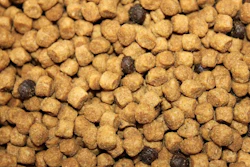 Dry dog or cat food kibbles with golden brown texture and dark specks