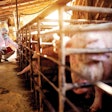 Vet With Pigs