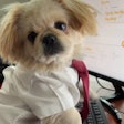 Zsa Zsa will serve as Zesty Paw’s ambassador while sniffing, sampling and tail-wagging her way through the latest in product developments.