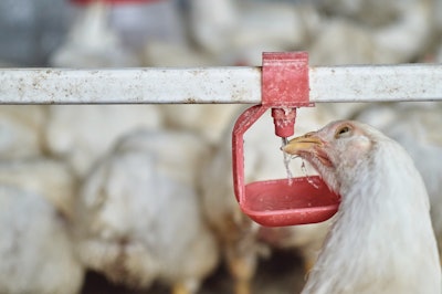 Broiler Drinking Water