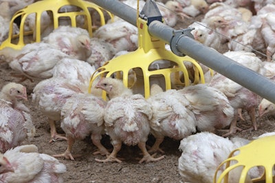 Broilers Eating