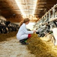 Cattle Veterinarian