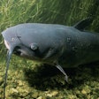 Under the MAWS Act, NOAA would administer grants to pet and animal food manufacturers to use the invasive blue catfish which is threatening the Chesapeake Bay on the Atlantic coast of the U.S.
