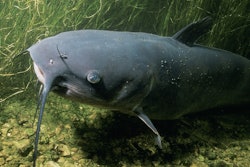 Under the MAWS Act, NOAA would administer grants to pet and animal food manufacturers to use the invasive blue catfish which is threatening the Chesapeake Bay on the Atlantic coast of the U.S.