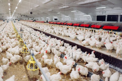 Chickens Eating Indoors