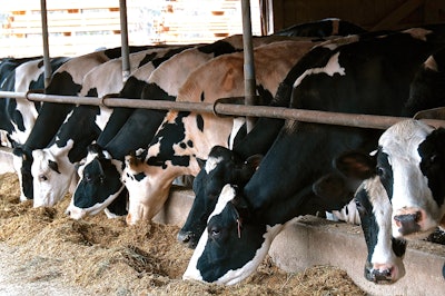 Cows In Barn
