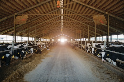 Dairy Cow Barn In The Morning