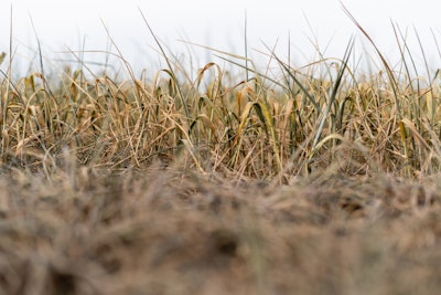 Drought Wheat
