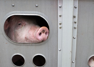Pig On Trailer