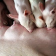 Piglets Nursing