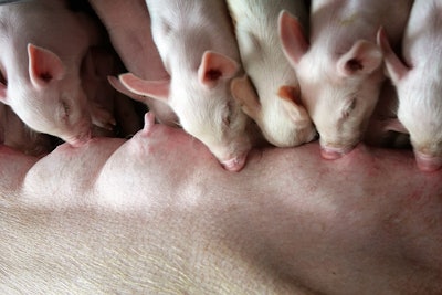Piglets Nursing