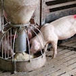 Pigs Eating Feed