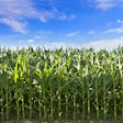 Profile View Corn Crop