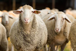 White merino sheep standing together in a flock, with one sheep in sharp focus