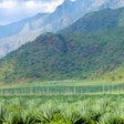 Sisal Tanzania