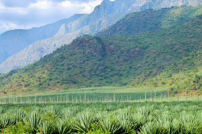 Sisal Tanzania