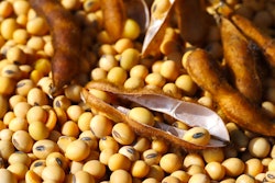Soybeans And Pods