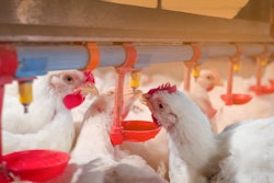 White Chickens Drinking Water