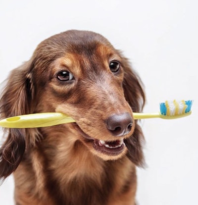 Aug2025 Pet Dental I Stock com