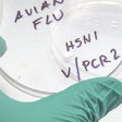 Avian Flu