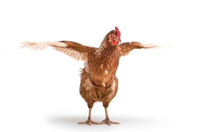 Layer genetics have changed, but outdated feed tables are still being used.