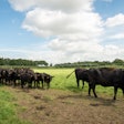 Black Angus Cattle Beef