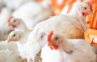Broilers Big Dutchman