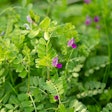 Common Vetch Vicia Sativa