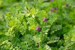 Common Vetch Vicia Sativa