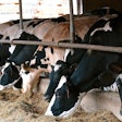 Cows In Barn