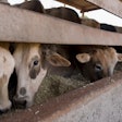 Dairy Cattle Eating