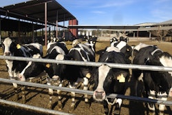 Dairy Cows Outside