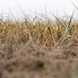 Drought Wheat