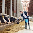 Farmer Feeding Cows