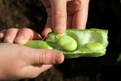 Fava Bean In Hand