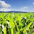 Field 852242 1280