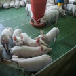 Group Of Piglets Eating