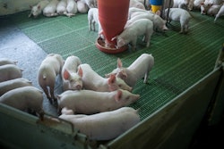 Group Of Piglets Eating