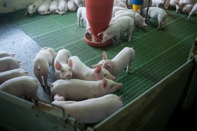 Group Of Piglets Eating