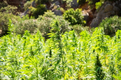 Hemp 2773112 1280