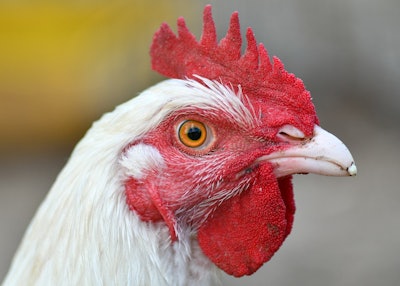 Hen 5560931 1280 (2)