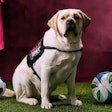 St. Louis CITY SC, Purina and CHAMP officially welcomed Petey to the CITY family by “signing” him to the team via a ceremonial paw print and jersey presentation.