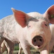 Pig Mutinka Pixabay