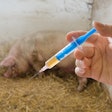 Pig Vaccine