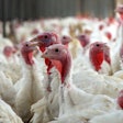 Tertman I Shutterstock.com