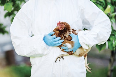 Vet Examining Brown Chicken