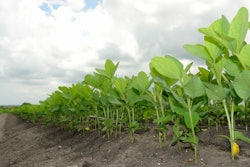 Young Soybeans In Field