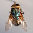 Texas A&M AgriLife and the Office of Radiological Security, part of the National Nuclear Security Administration, is teaming up on a national effort to combat New World screwworm.